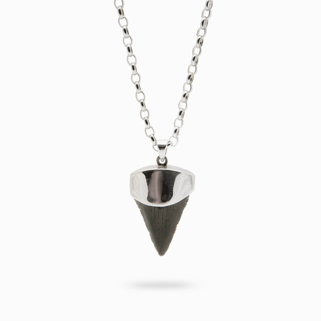 MEGLADON SHARK TOOTH NECKLACE