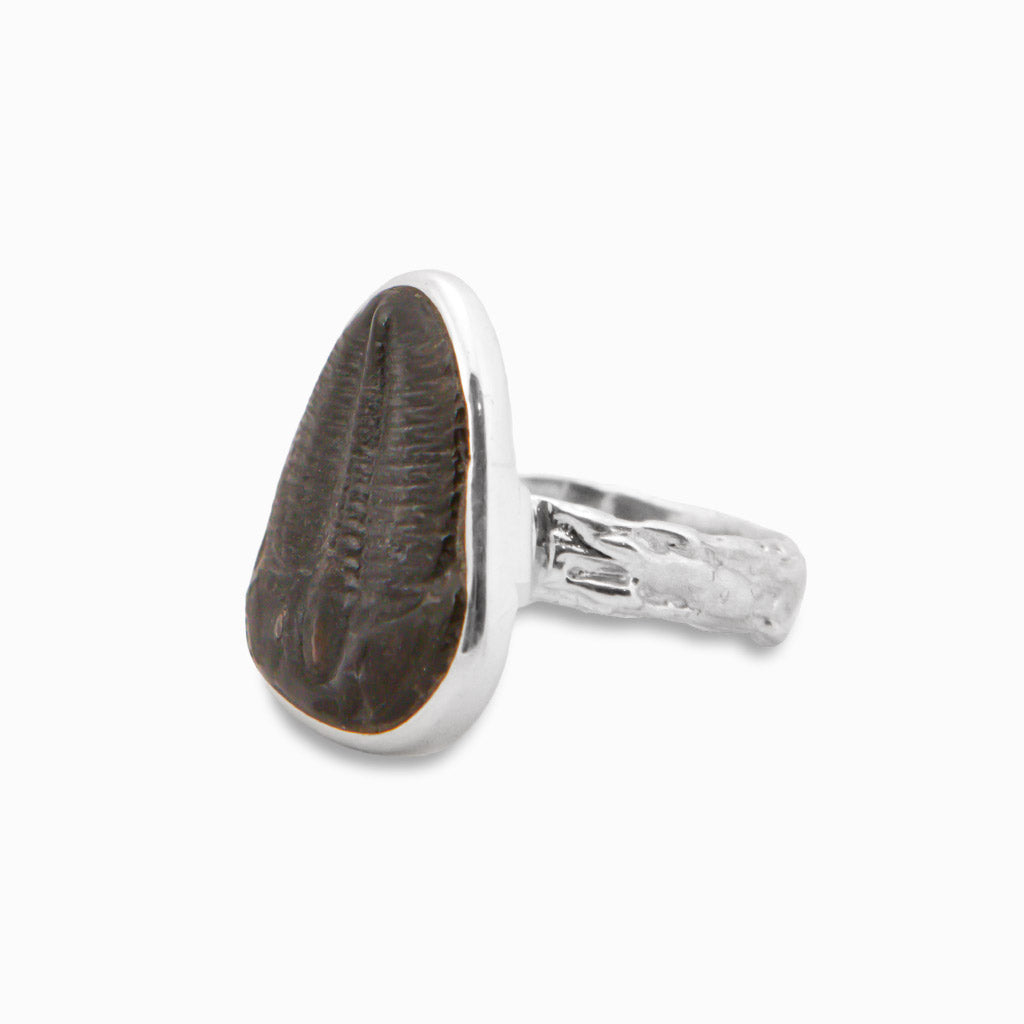 RAW TRILOBITE RING SIDE VIEW